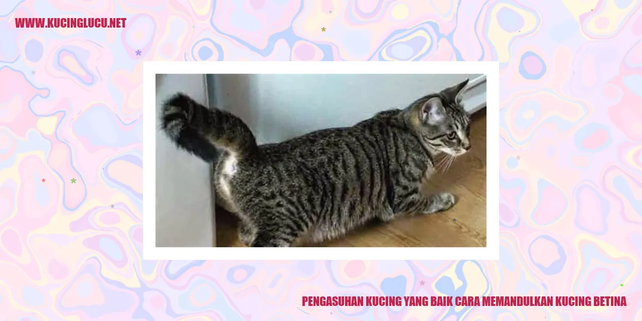 Kucing Betina
