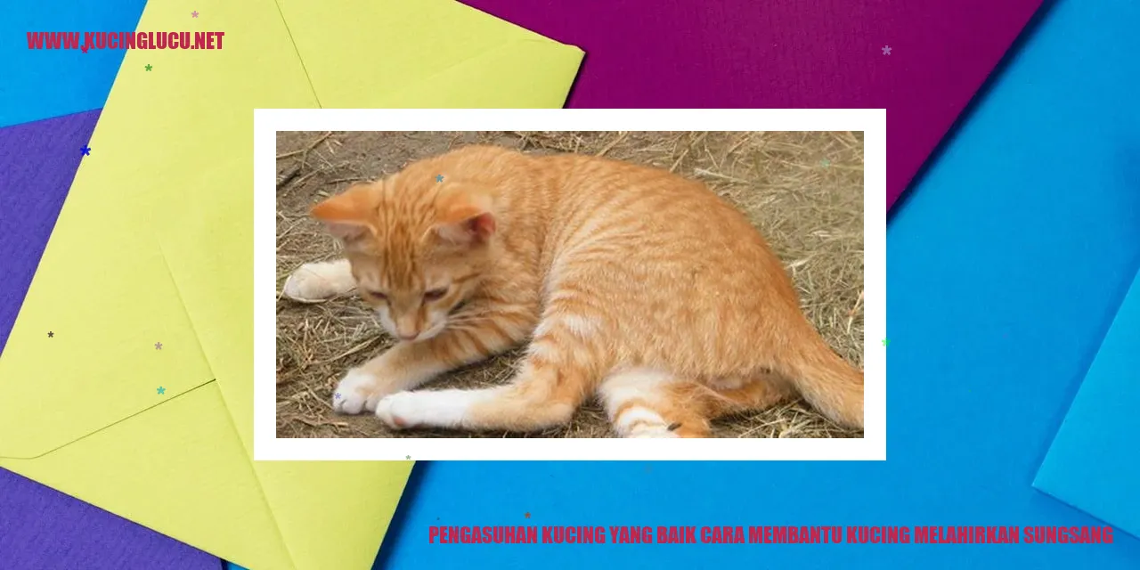 Gambar kucing yang sedang melahirkan
