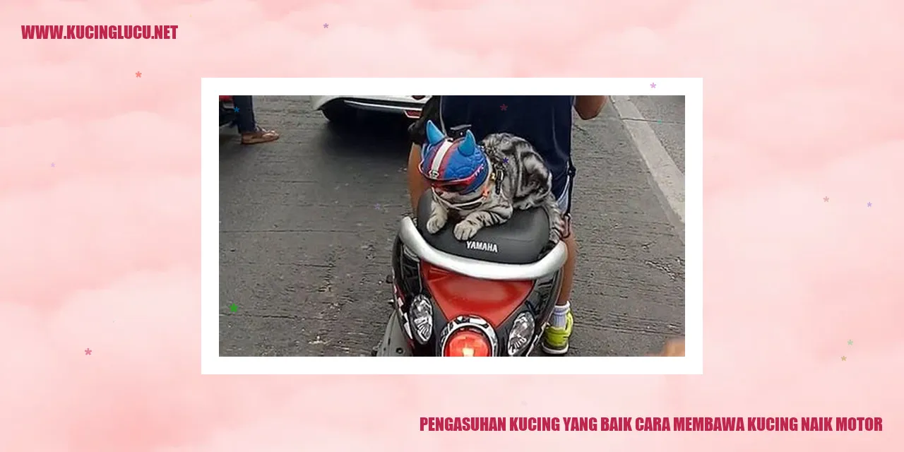Gambar Kucing Naik Motor