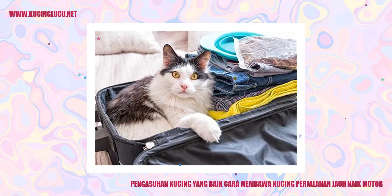 Gambar kucing perjalanan jauh naik motor