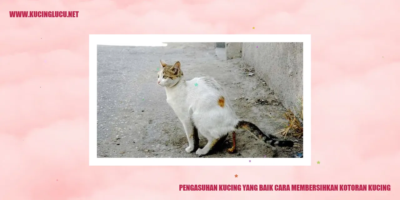 Kucing dengan kotoran