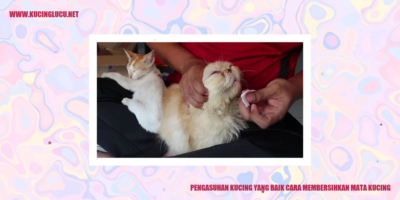 Kucing dengan mata suci