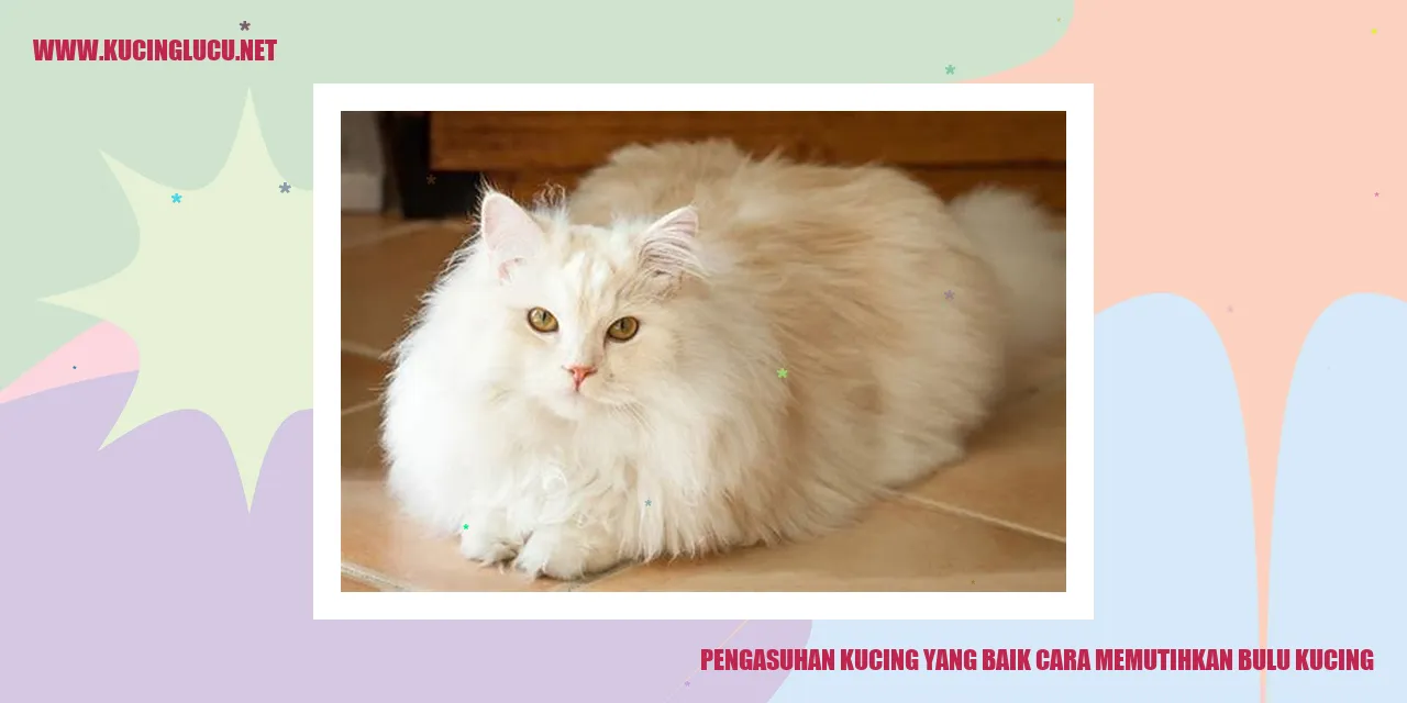 Gambar Kucing dengan Bulu Putih yang Bersih