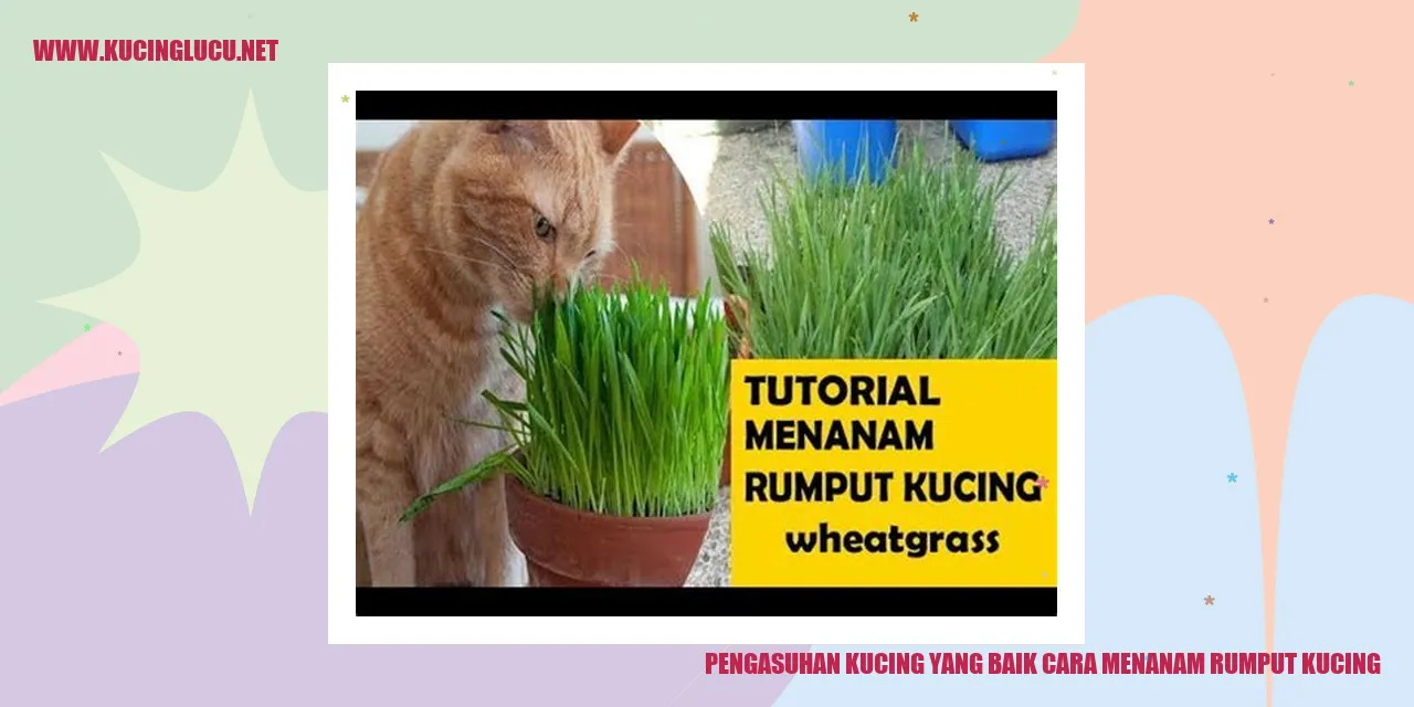 Rumput Kucing