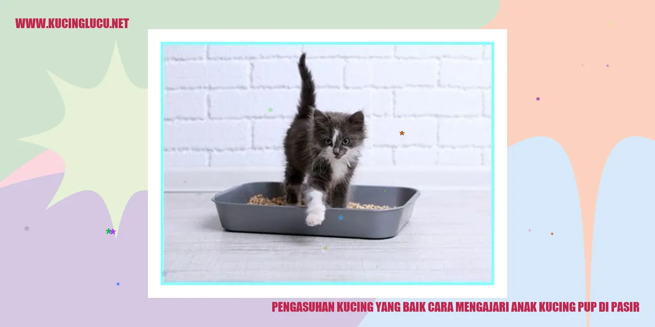 gambar anak kucing buang air di pasir