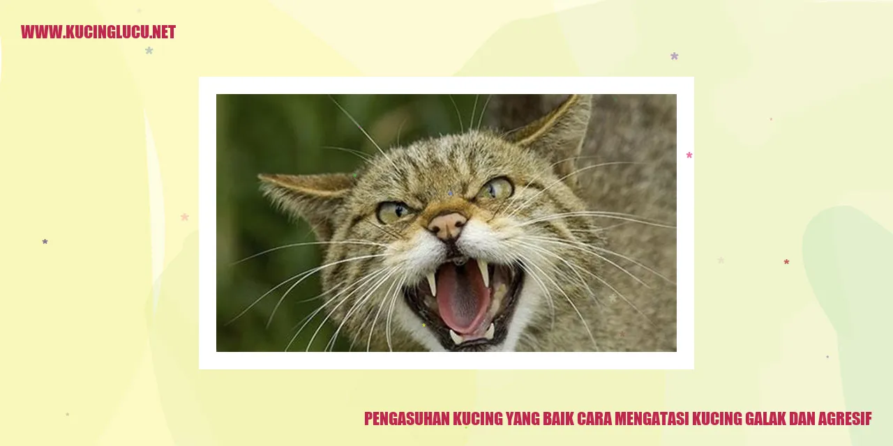 Kucing Galak dan Agresif