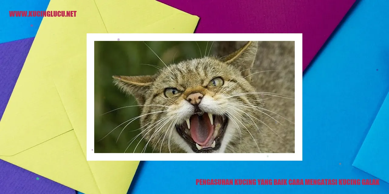 Kucing Galak