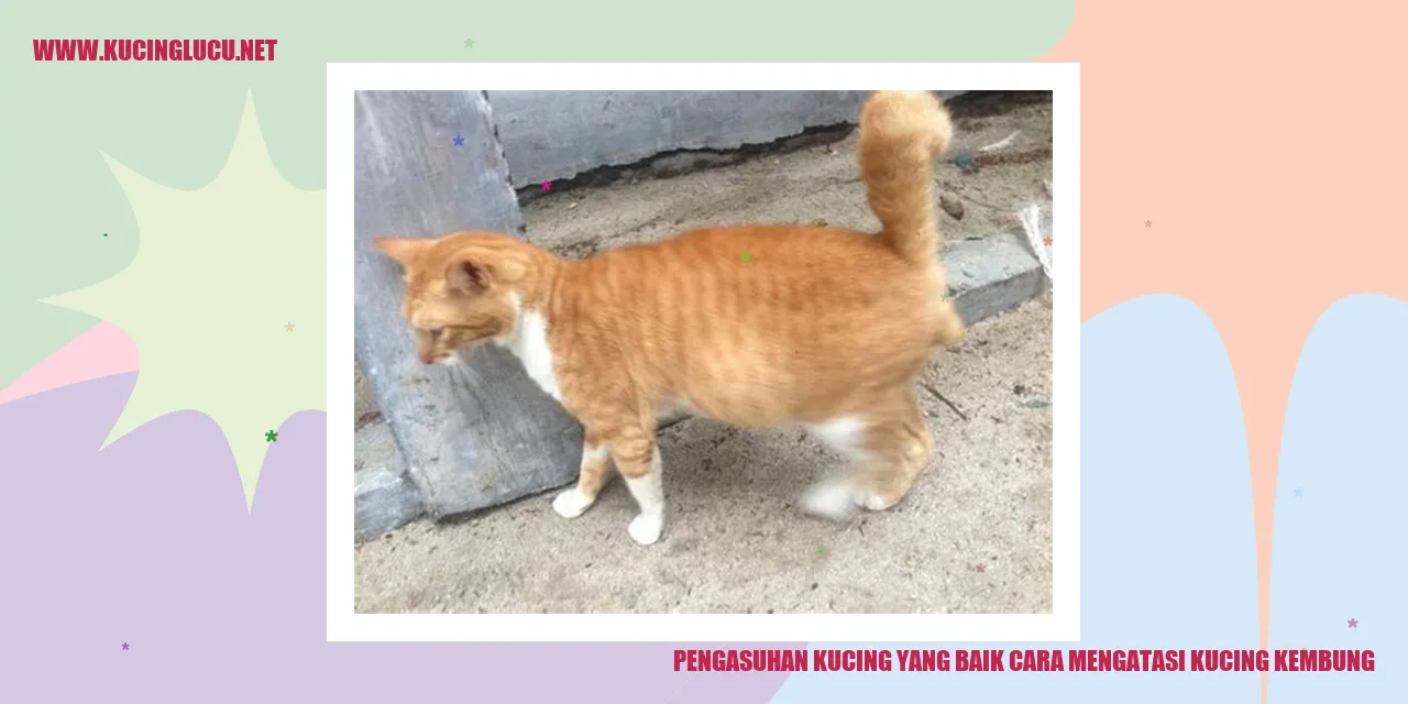 Gambar kucing yang sehat