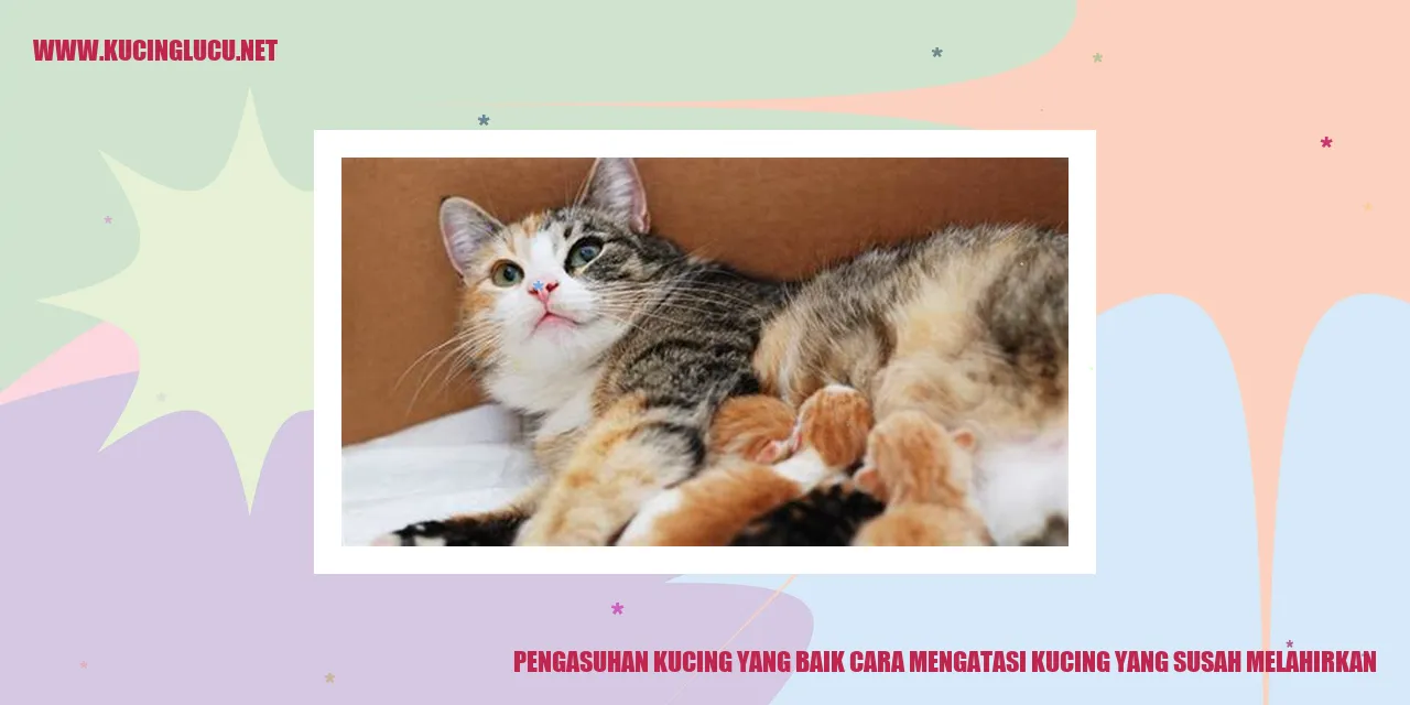 Kesulitan Melahirkan pada Kucing