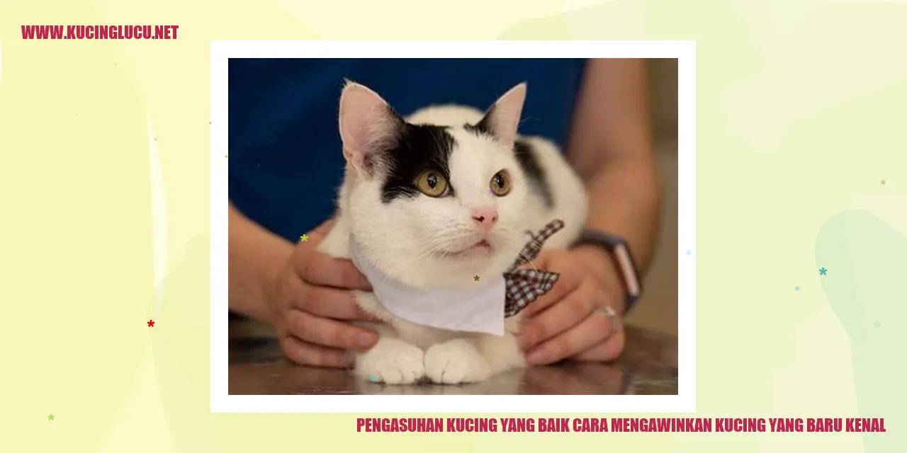 Gambar kucing saat saling berkenalan