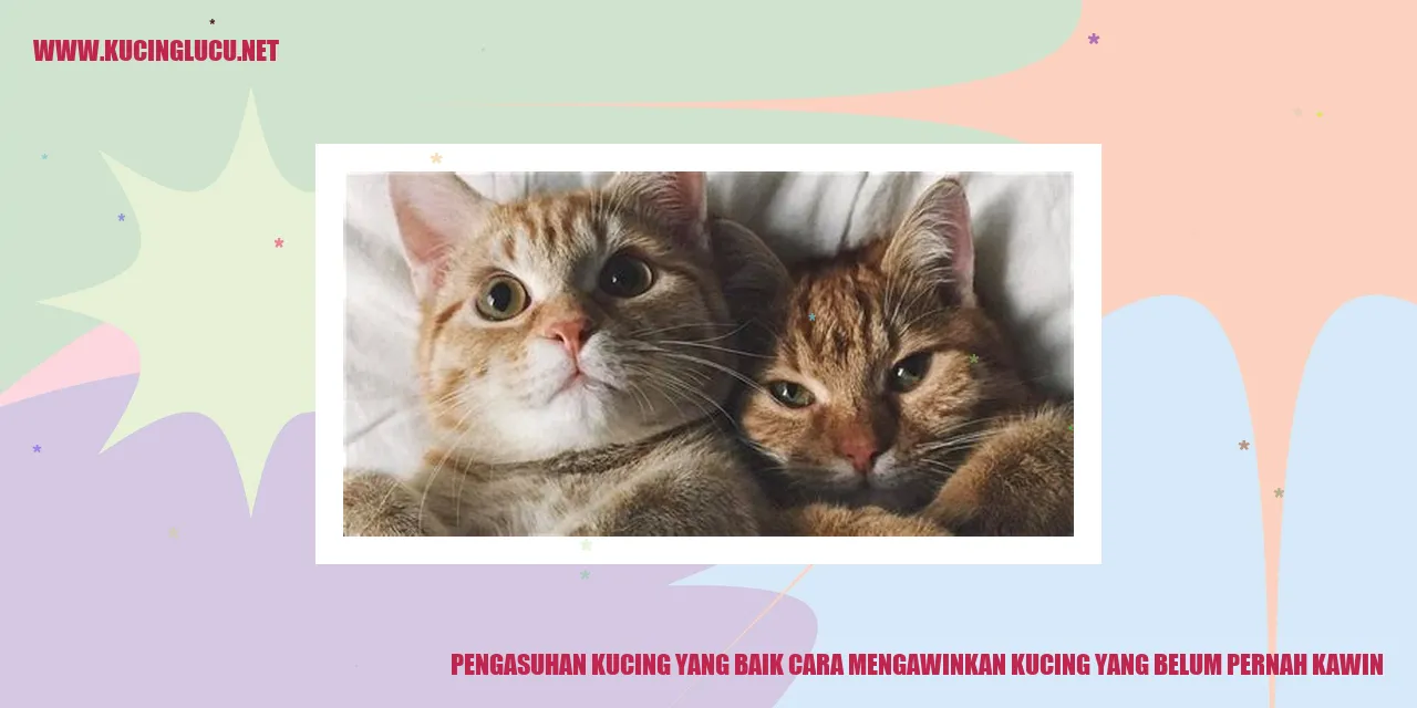 Kucing yang akan dikawinkan