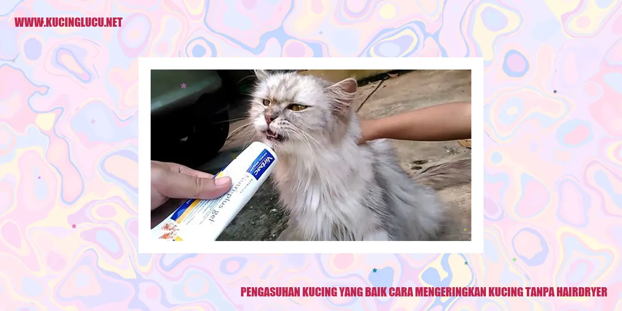 Kucing yang sedang dikeringkan