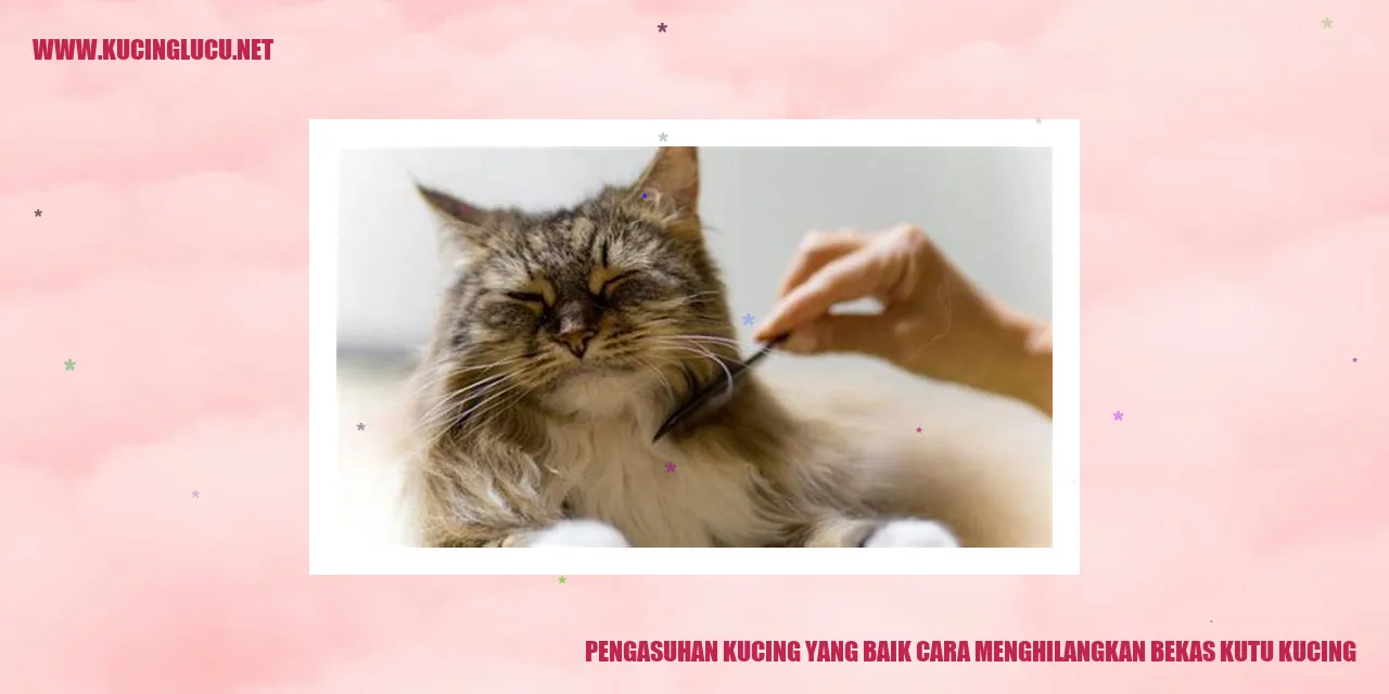 Kucing yang terkena kutu