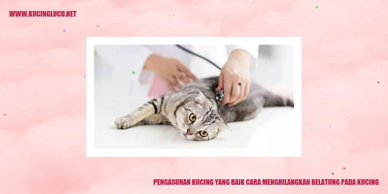 Kucing yang Menggemaskan
