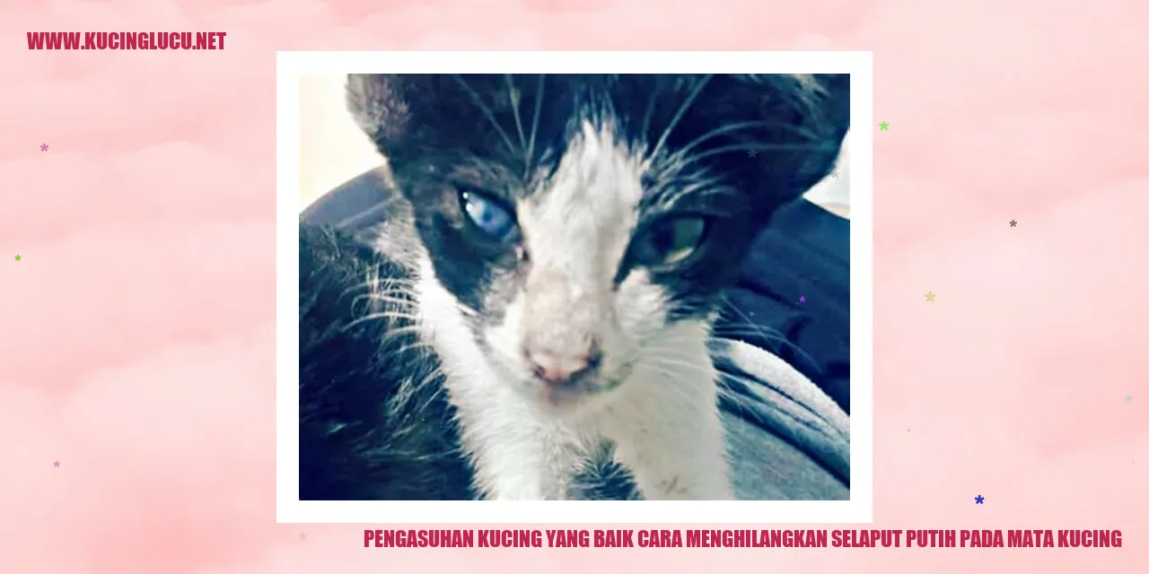 Mata kucing dengan selaput putih