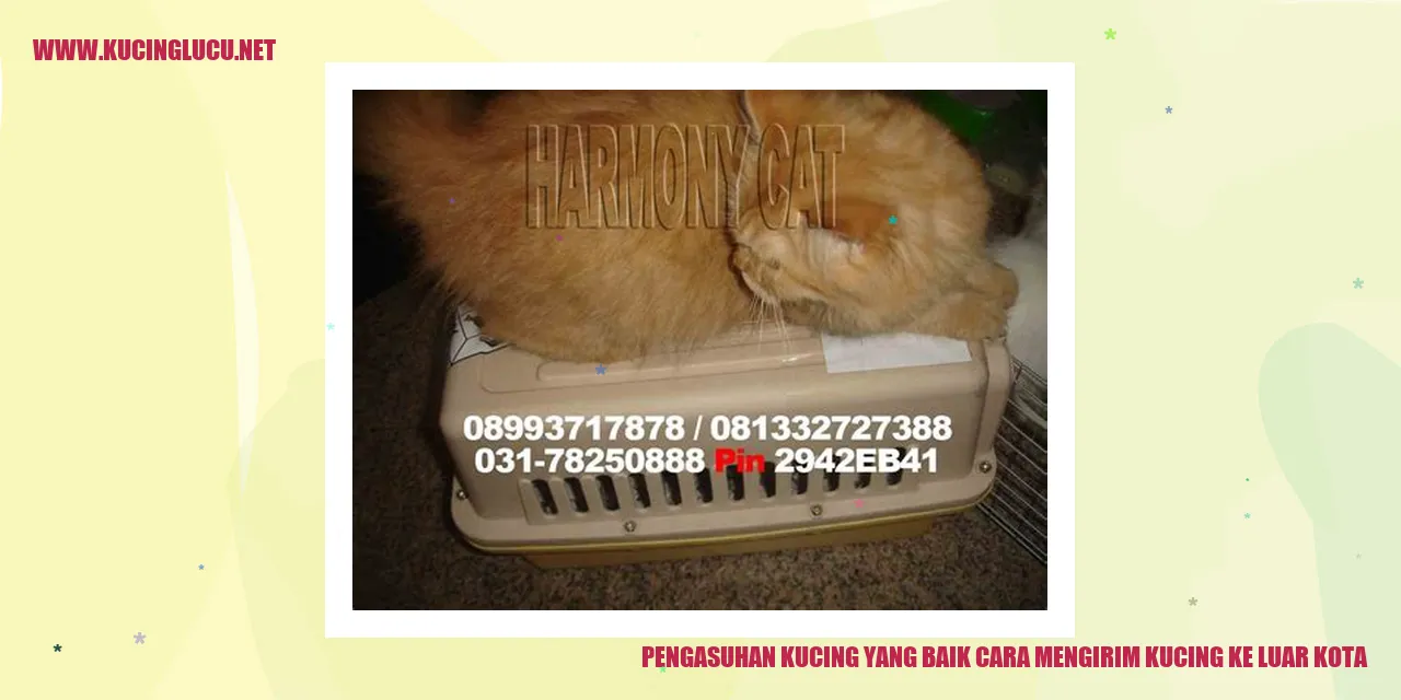 Kucing yang Sehat dan Bahagia saat Menginap di Tempat Penitipan