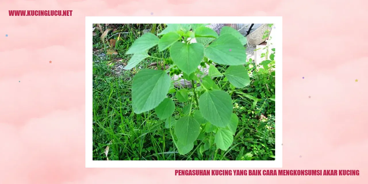 Kucing menyantap akar kucing