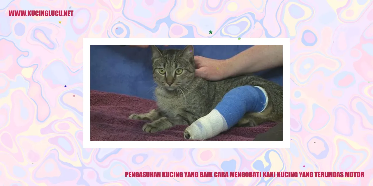 gambar kucing sedang bermain