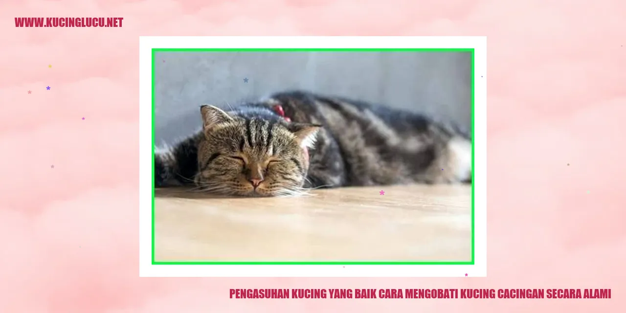 Kucing Sehat