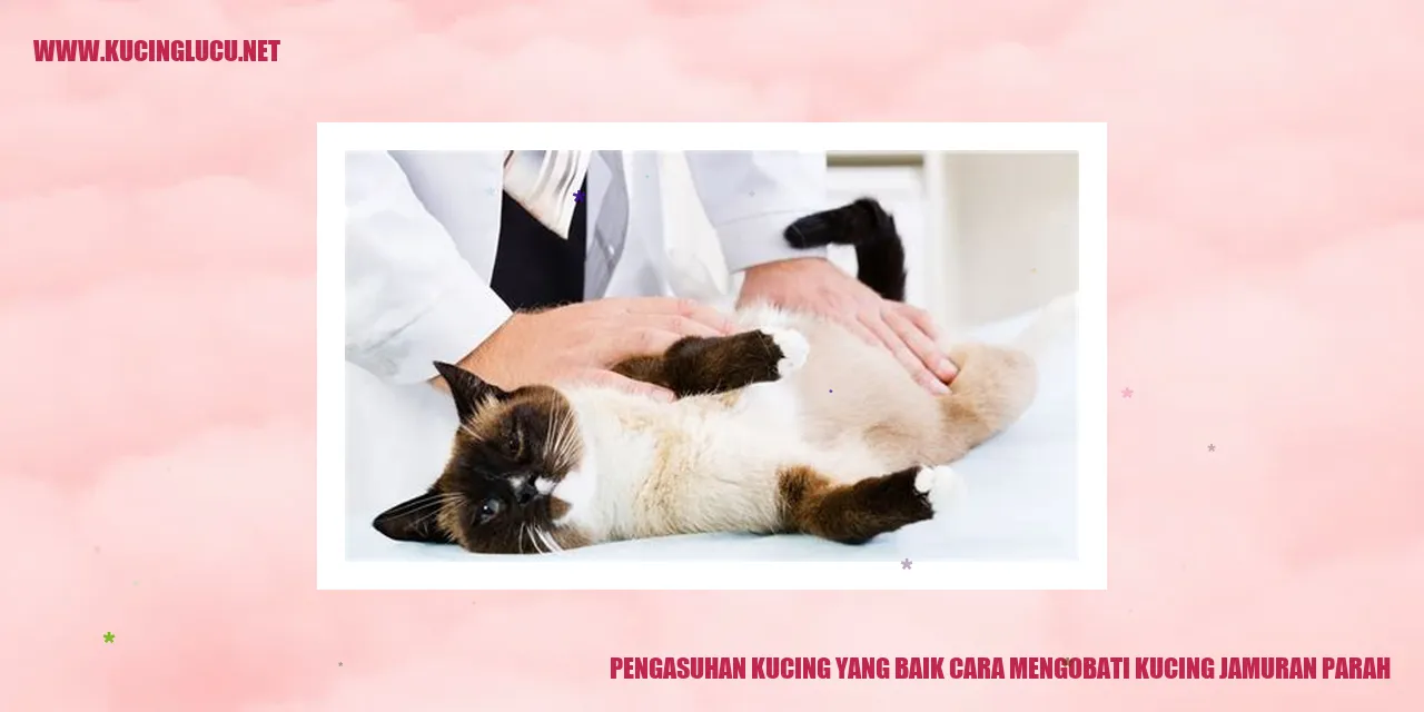 Gambar kucing