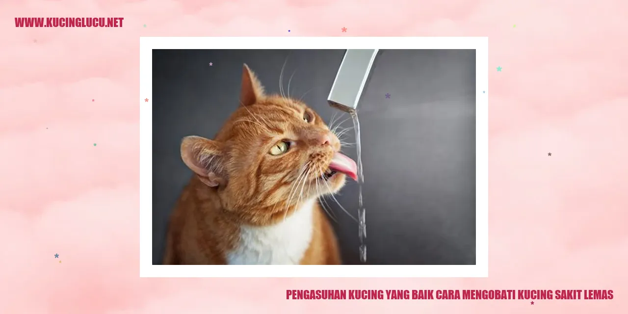 Pengasuhan Kucing yang Baik