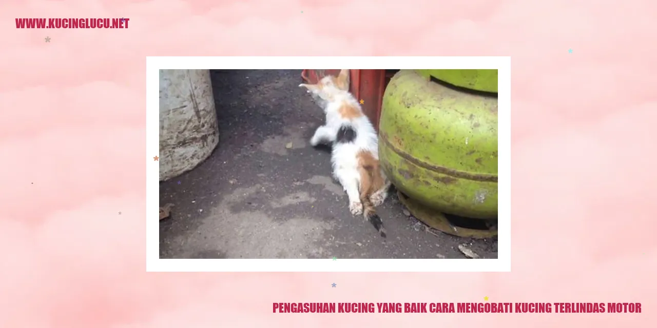 Kucing Terlindas Motor