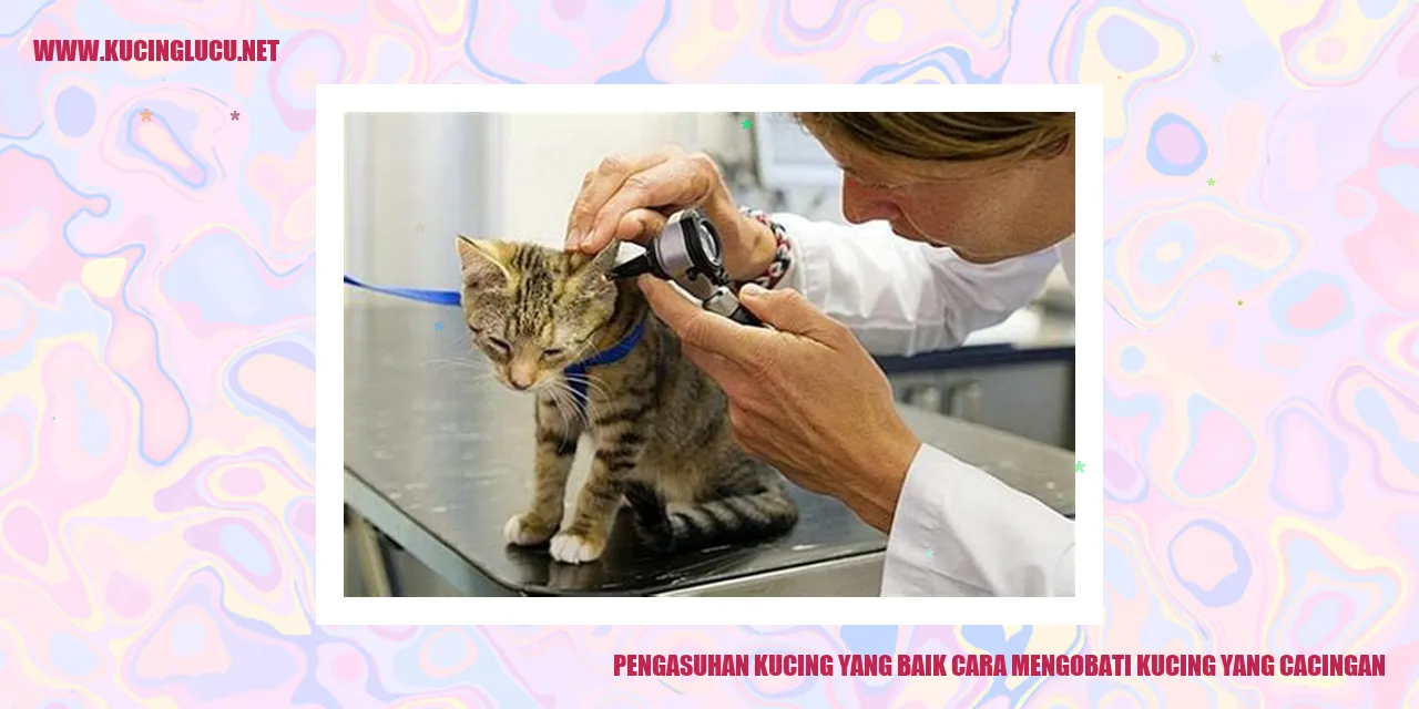 Gambar kucing yang sehat
