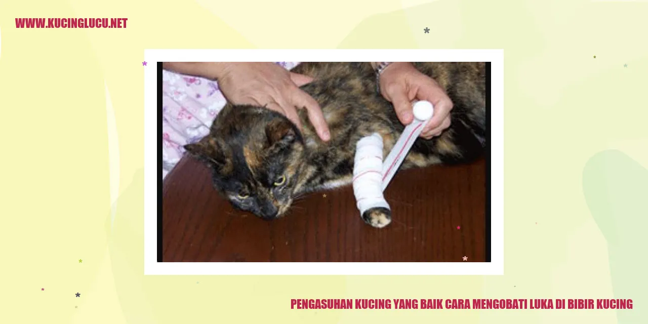 gambar kucing