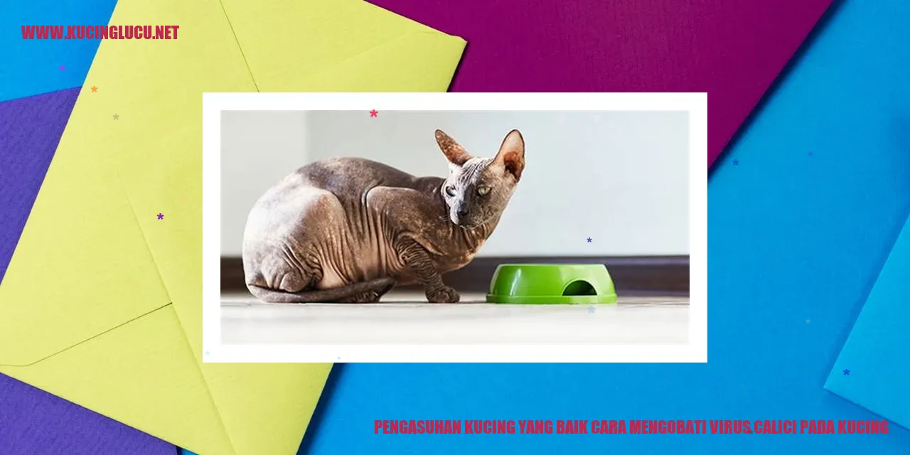 gambar kucing