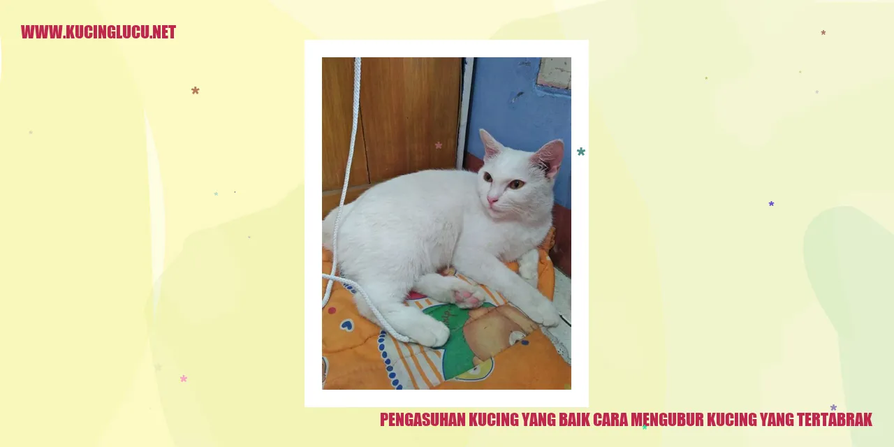 Kucing yang terkena tabrakan