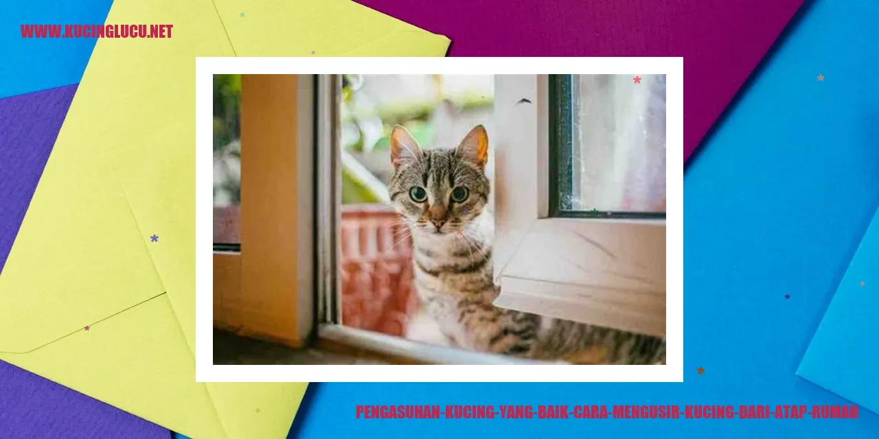 gambar kucing