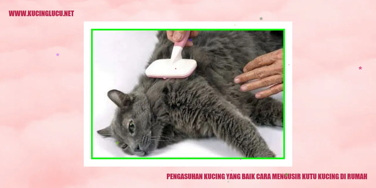 Gambar kucing yang sehat