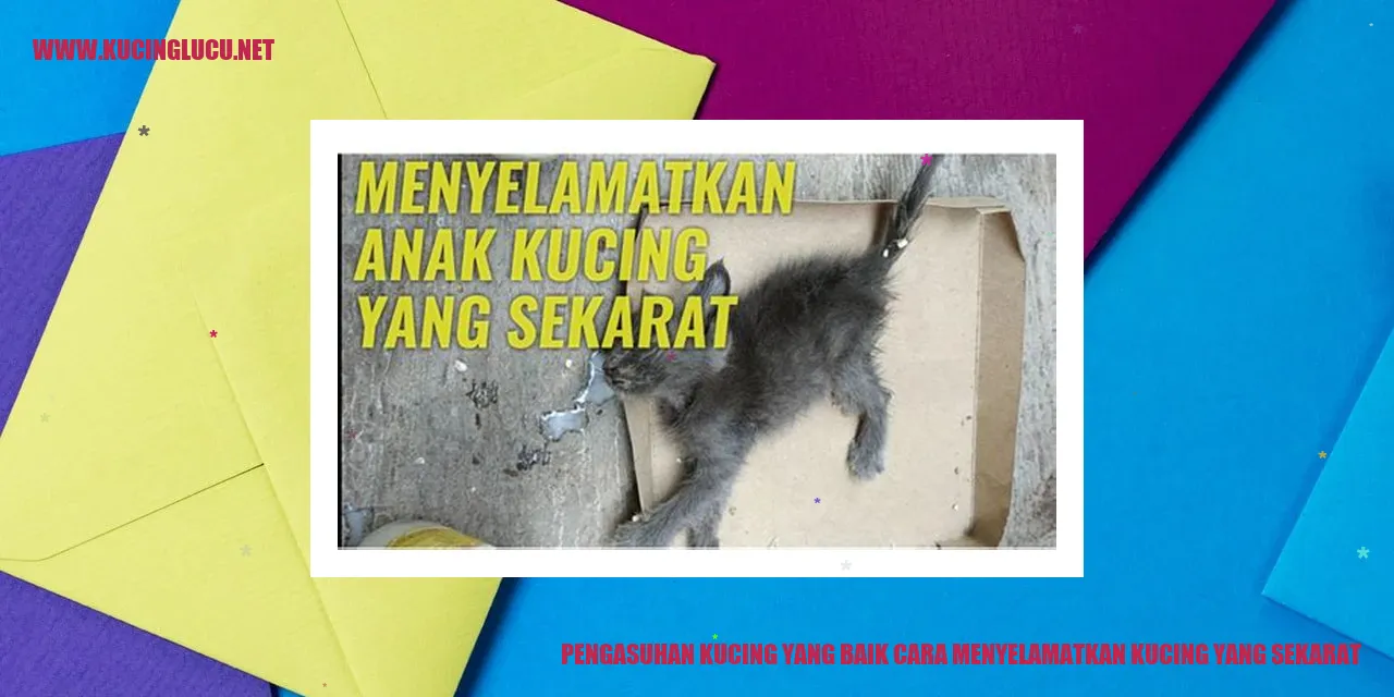 Gambar kucing yang tergelandang