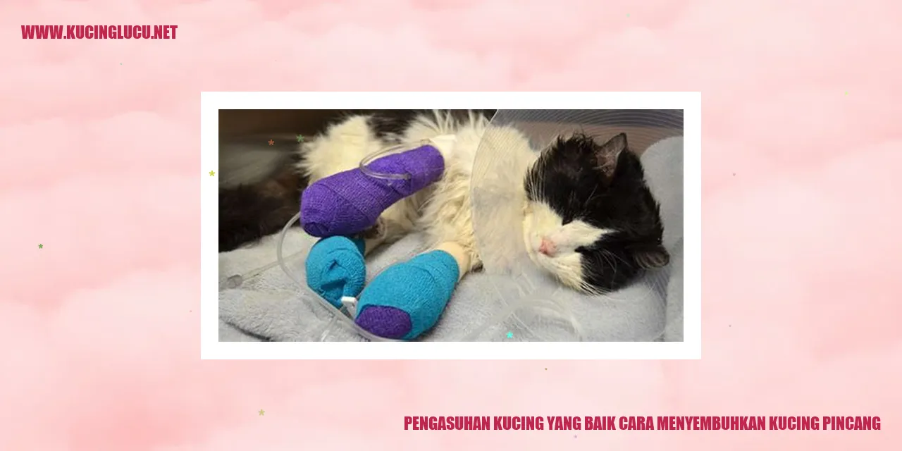 Pengasuhan Kucing yang Baik cara menyembuhkan kucing pincang