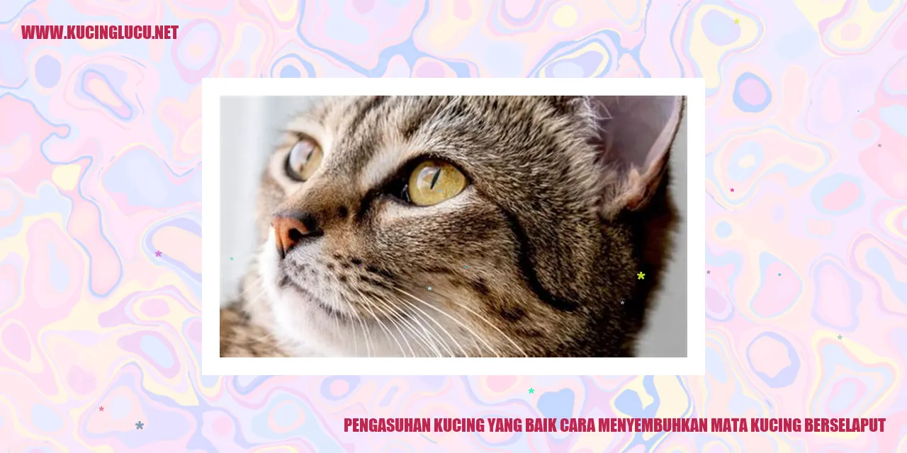 Mata Kucing Berselaput