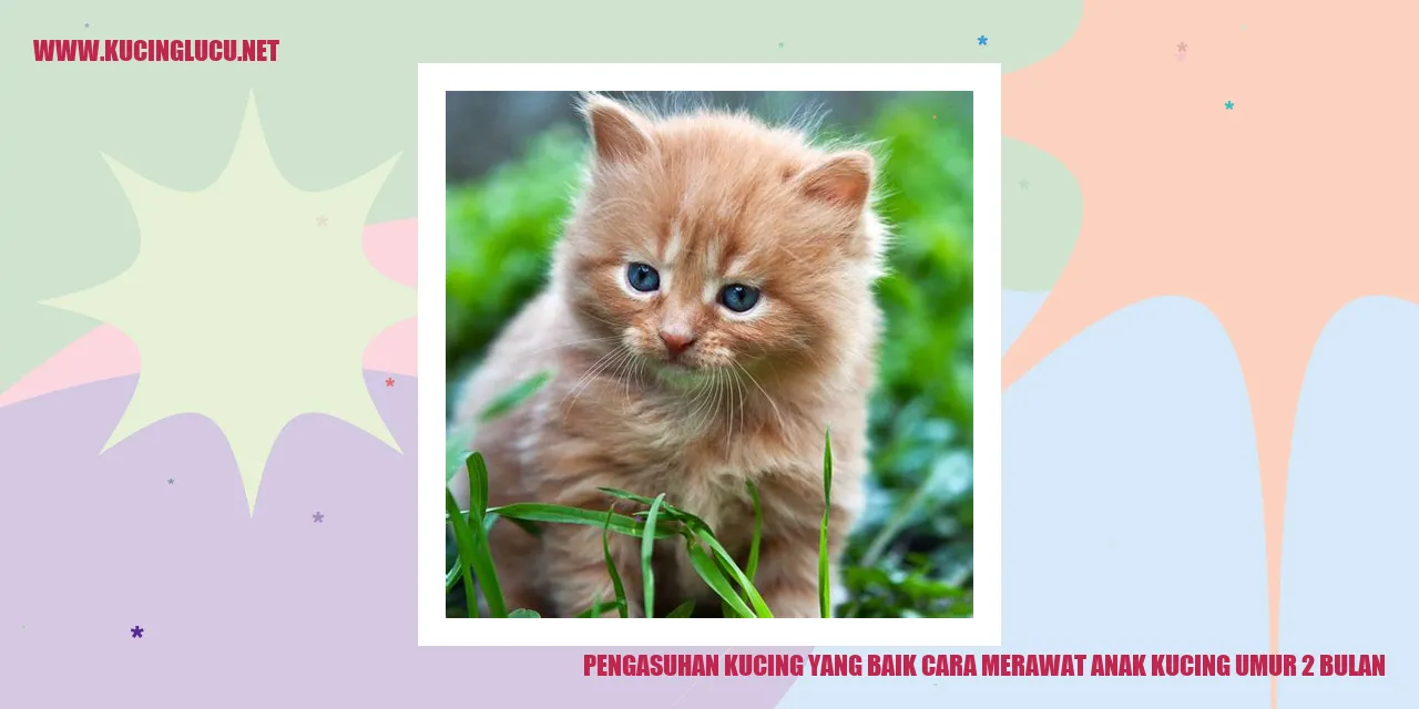 Gambar Kucing yang Lucu
