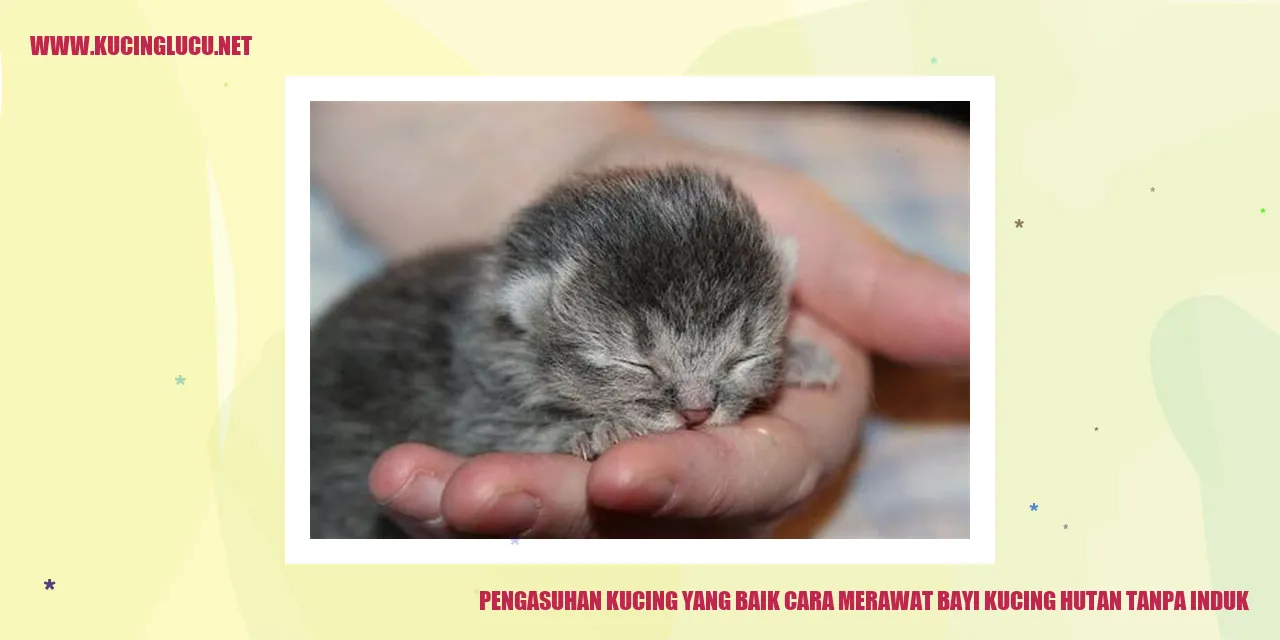 Bayi kucing hutan