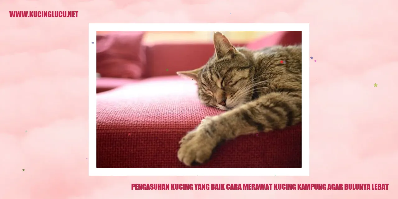 Kucing dengan bulu lebat