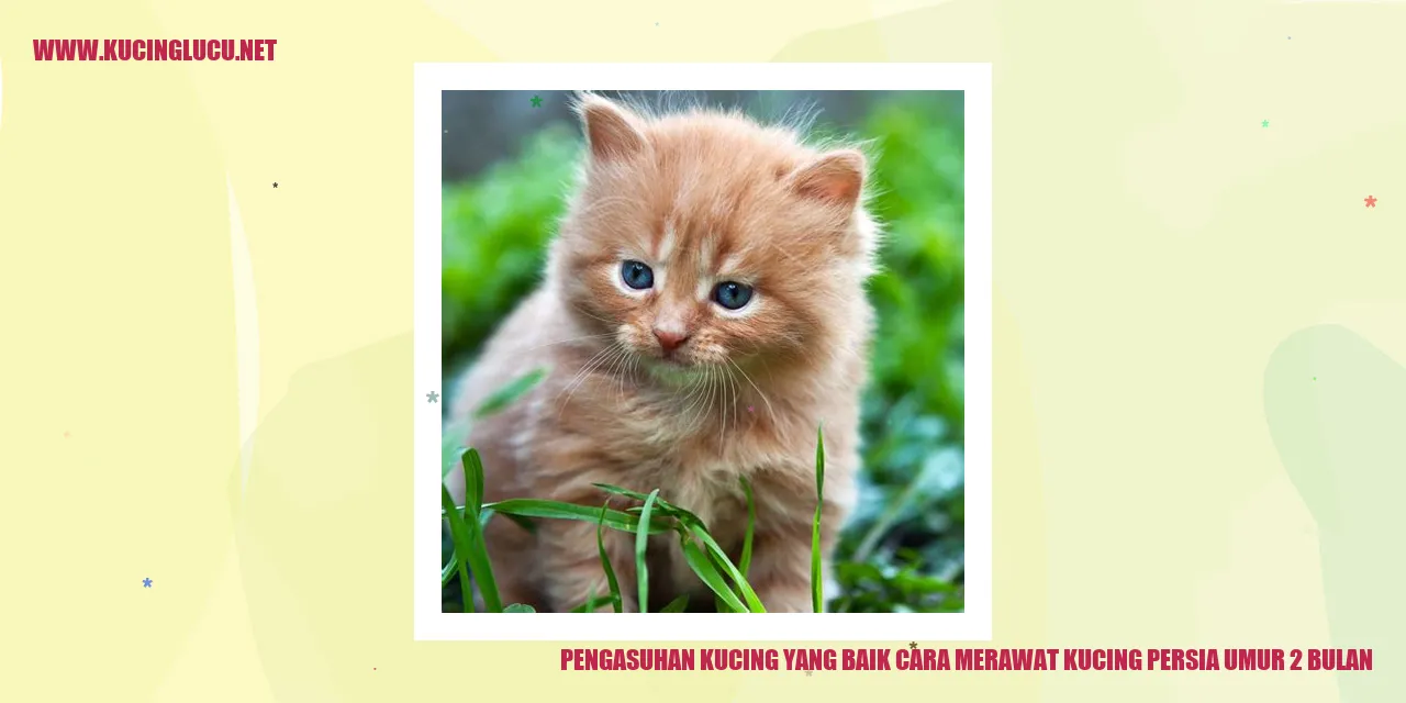 Kucing Persia