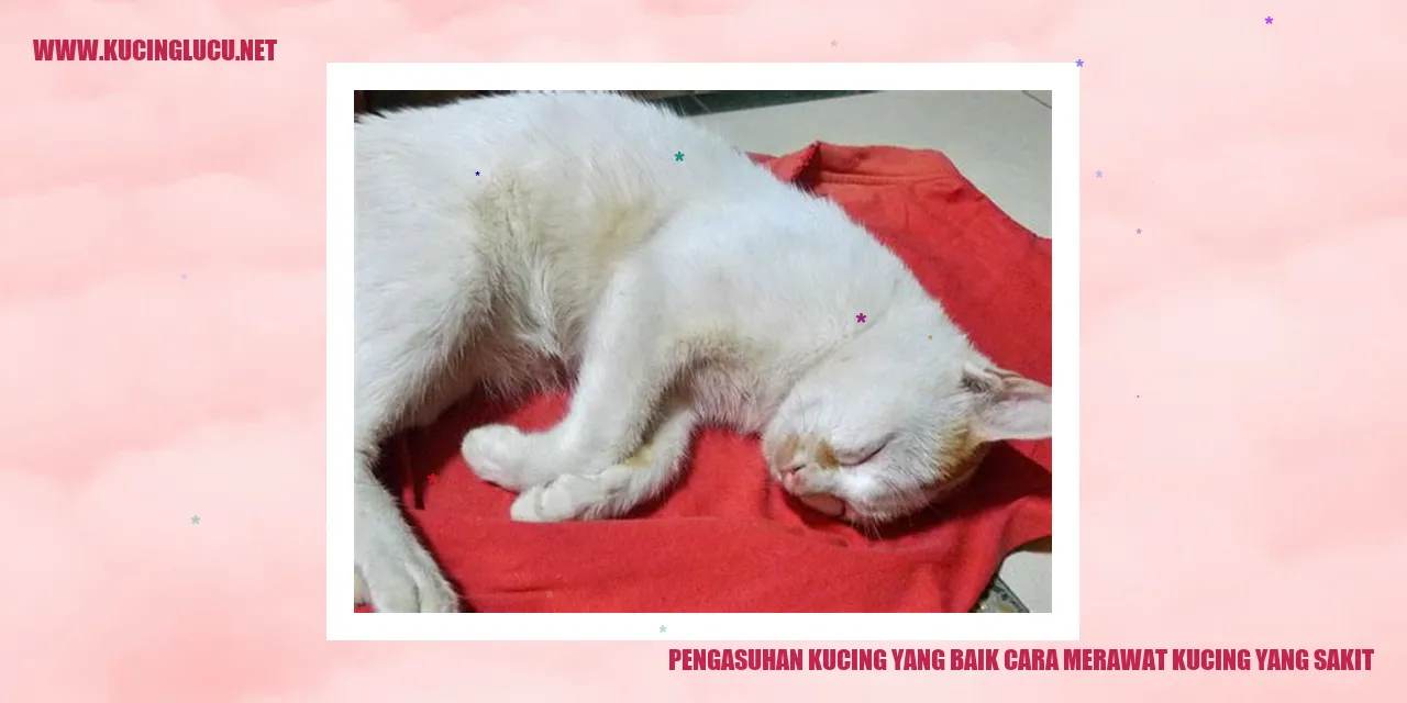 Kucing yang sakit