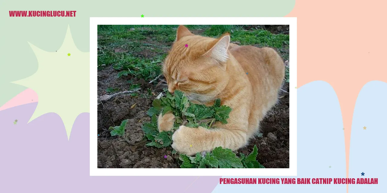 Gambar kucing