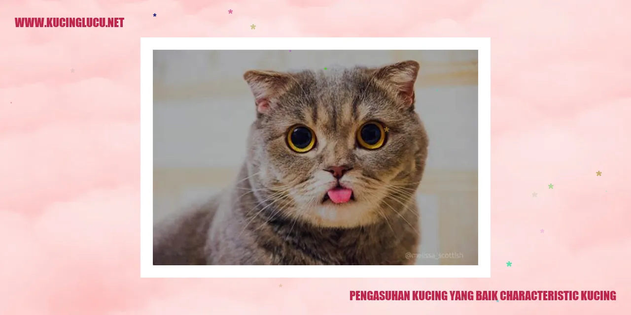 Gambar Kucing