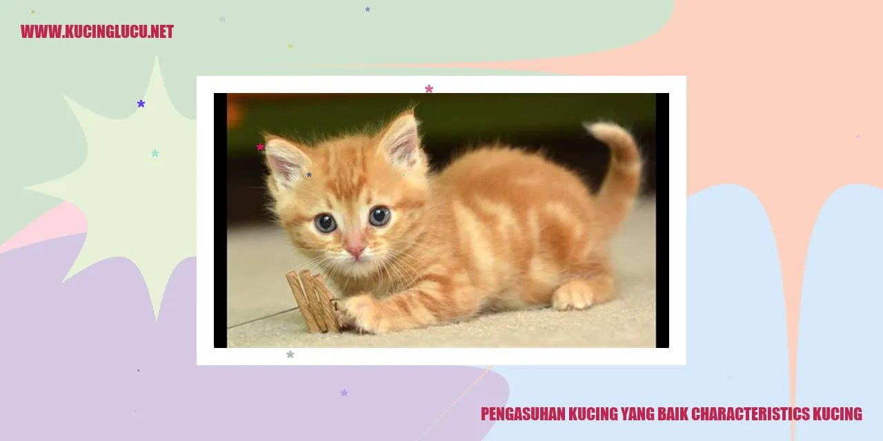 Kucing yang sehat dan bahagia