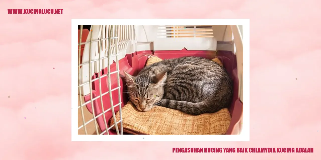 Panduan Merawat Kucing dengan Baik