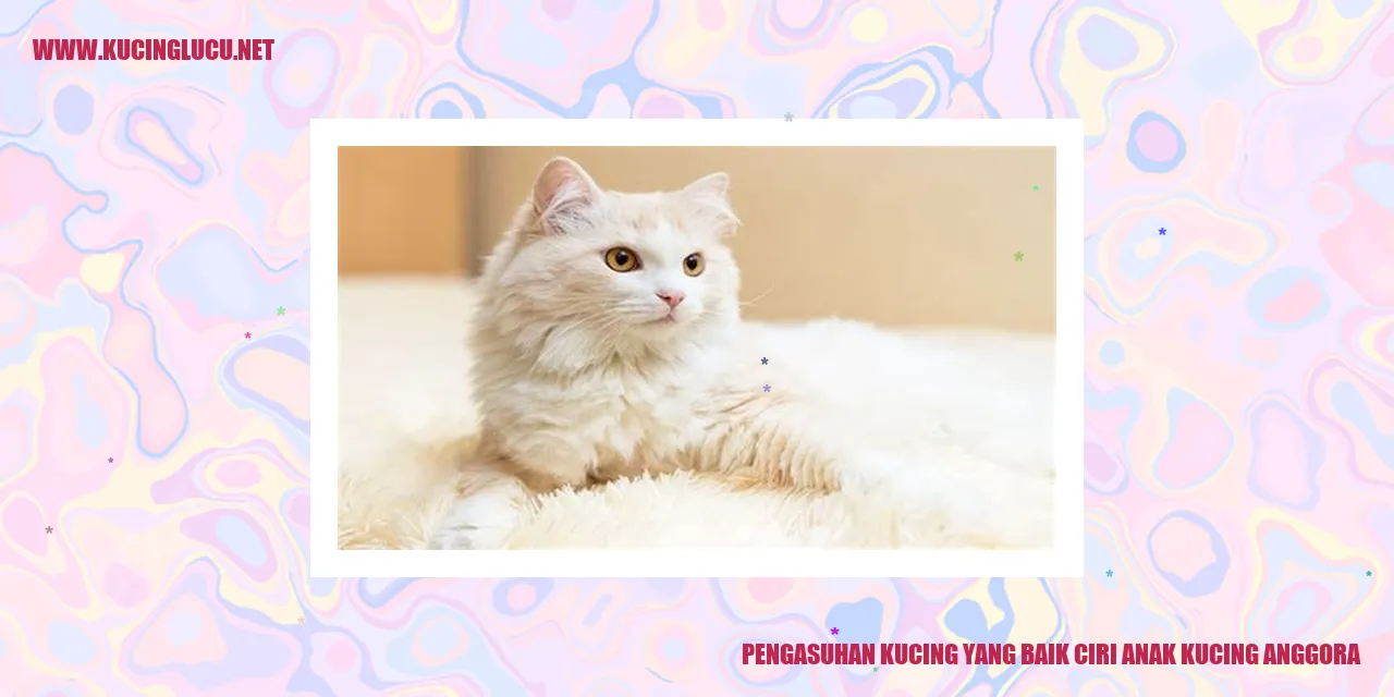 Gambar Kucing Anggora