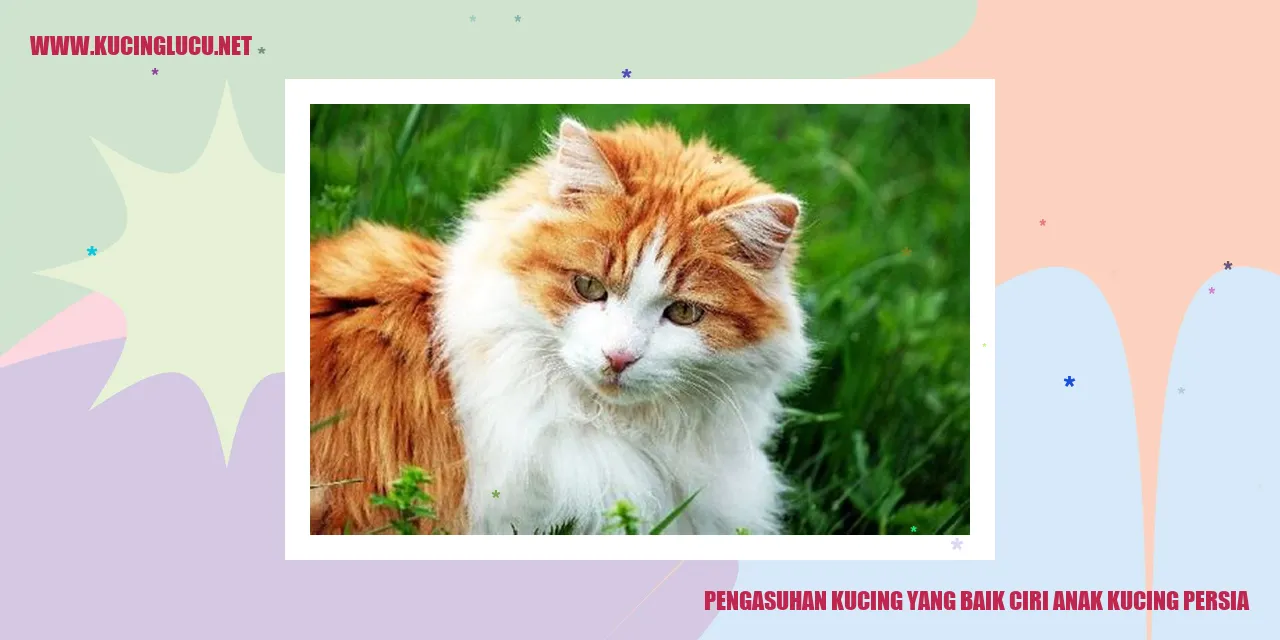 Anak Kucing Persia yang Menggemaskan