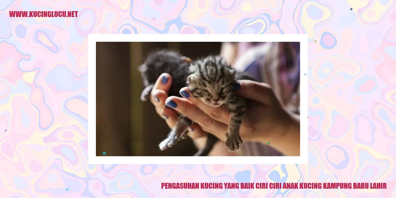 Gambar bayi kucing