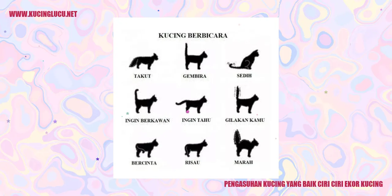 Kucing dengan ekor yang sehat