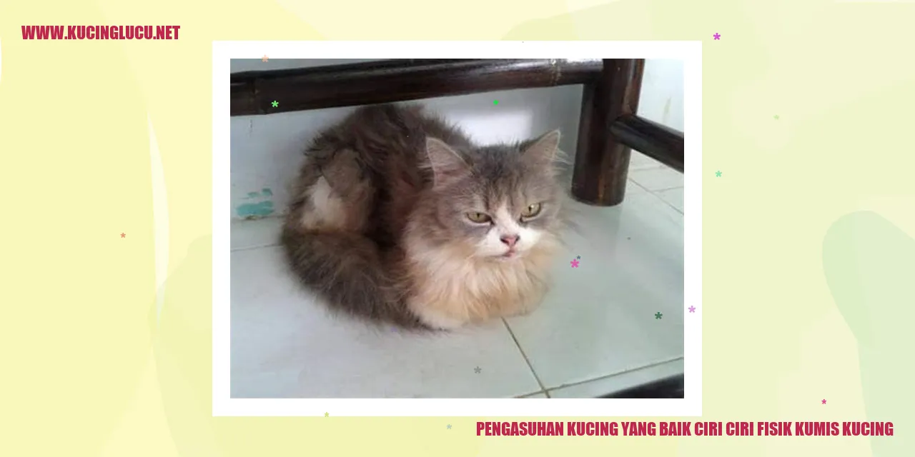 Gambar kucing dengan kumis