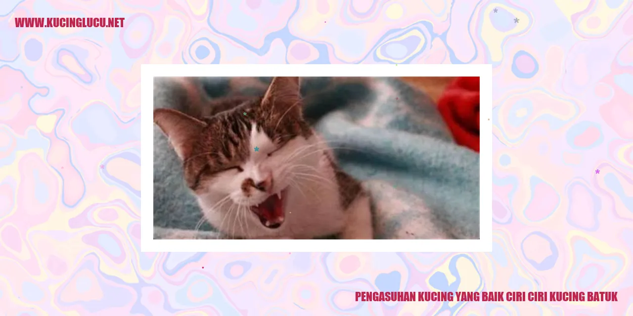 gambar kucing yang sehat